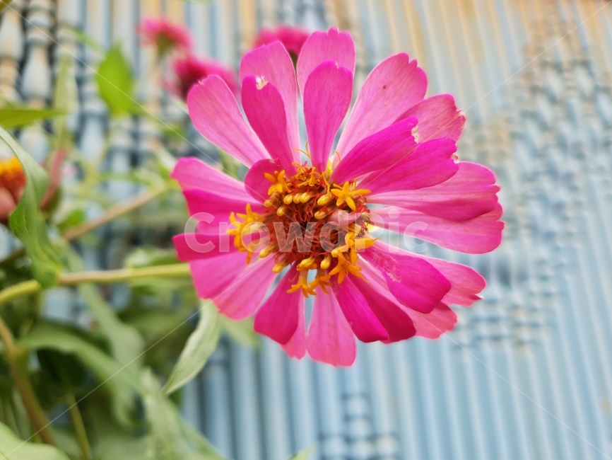 백일홍,꽃,식물,여름,자연,plants,nature,green,분홍,식물,자연,plants,nature,꽃,flower