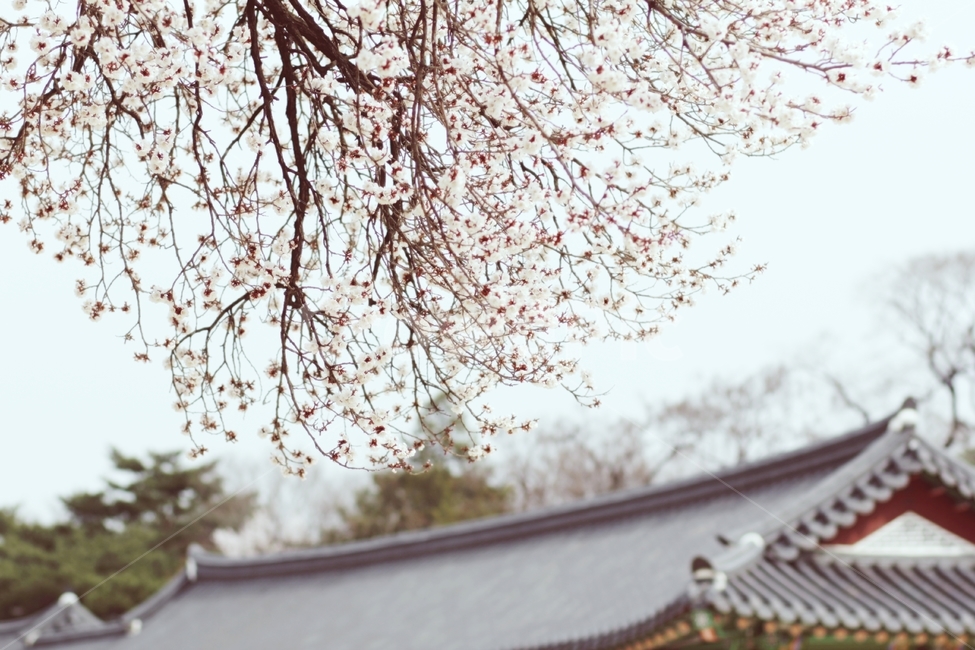 경복궁,봄,봄꽃,벚꽃,감성사진,고궁사진,한옥,봄,계절,spring,season,한국전통,한국문화,korean traditional,korean culture,식물,자연,plants,nature,꽃,flower,감성,sensible,feeling,plant