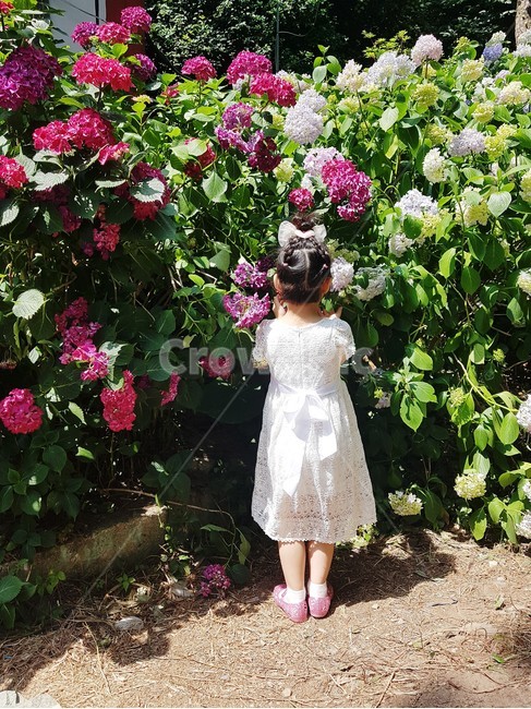 apparel,의복,clothing,의류,human,인간,person,사람,plant,식물,수국,숨바꼭질,여자아이,뒷모습,사람,인물,인간,human,person,어린이,어린아이,child,children,kid
