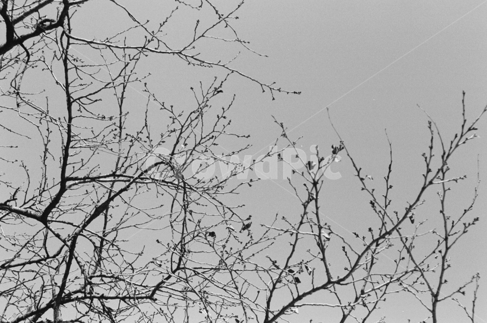 봄,나무,꽃봉오리,감성,필름카메라,흑백,흑백사진,spring,blackandwhite,photography,kodakbalck,pilm,pilmcamera,art,snap,스냅,자연풍경,식물,자연,plants,nature,나무,trees,wood,흑백,모노톤,monochrome,black and white