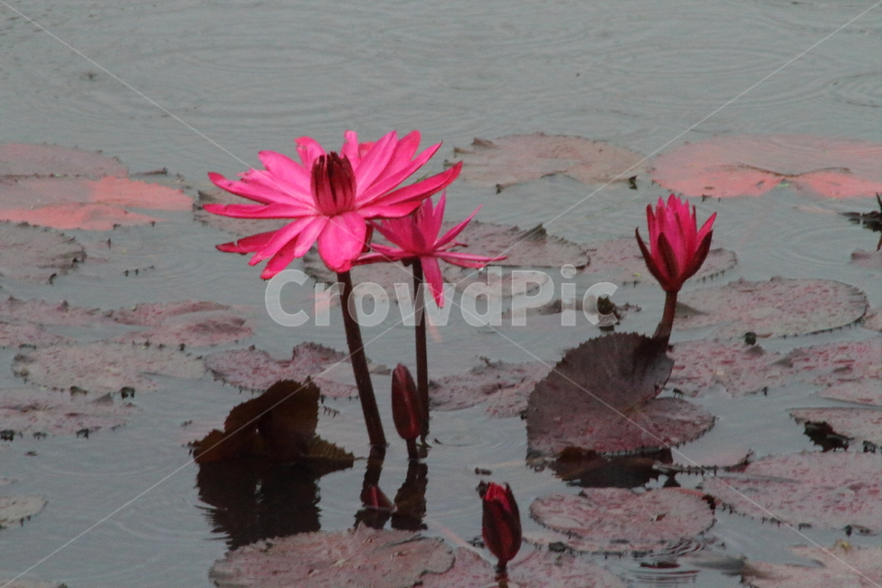 연,수련,수생식물,꽃,waterlily,식물,자연,plants,nature,꽃,flower