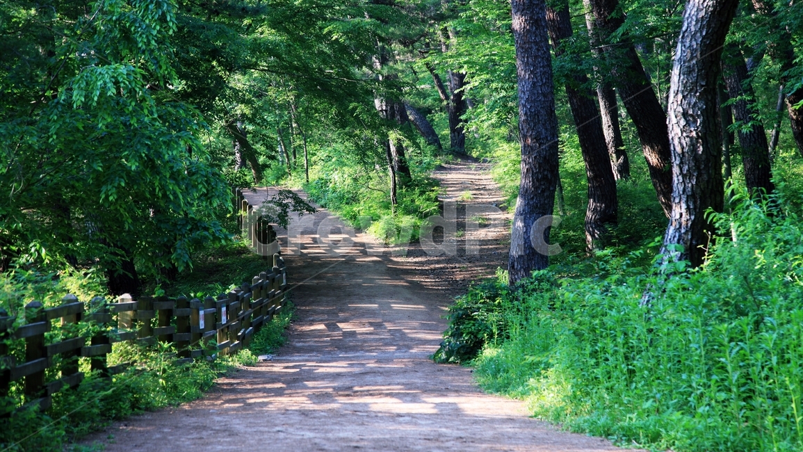 길,오솔길,road,green,초록색,갈림길,청도,운문사,산책로,소나무,경상북도,경북,청도군,자연,풍경,nature,landscape,식물,plants,나무,trees,wood,garden,정원,outdoors,옥외,arbour,정자
