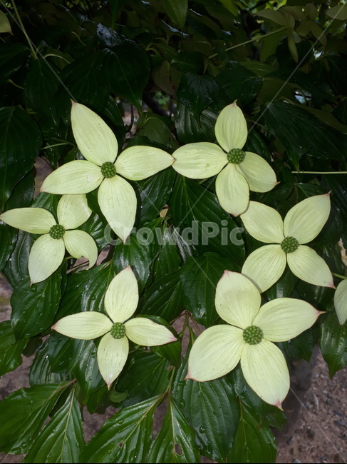 꽃,흰색,나무,별,산딸나무,식물,자연,plants,nature,꽃,flower