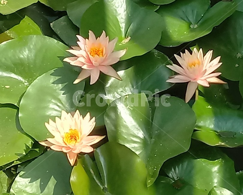 수련,다년생초본식물,수생식물,이판화,쌍자엽식물,자우련,waterlily