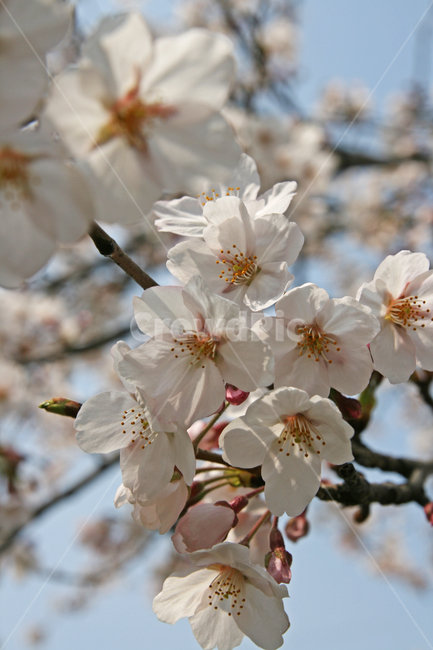 벚꽃,봄꽃,봄,cherryblossoms,spring,봄,계절,spring,season,식물,자연,plants,nature,꽃,flower,plant