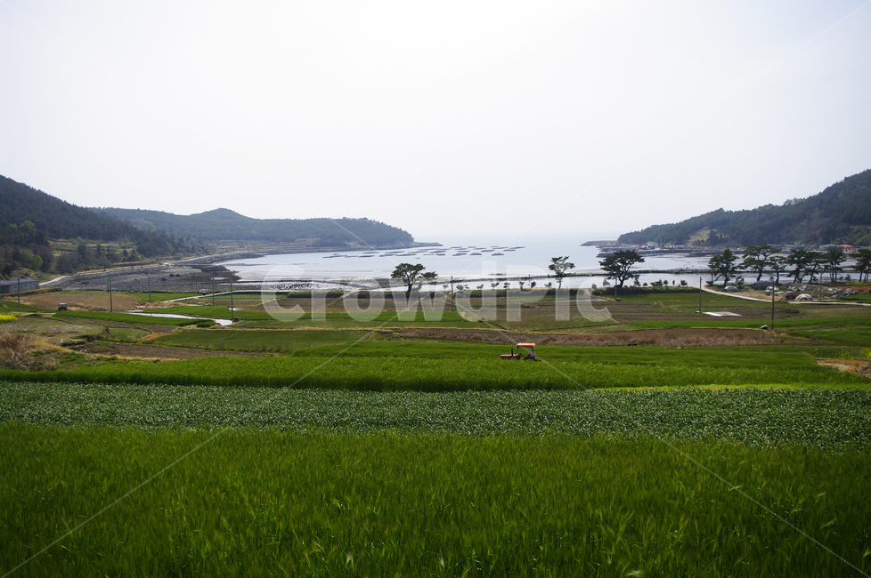 바다,섬,청산도,청보리,보리밭,식물,plant,봄,spring,풍경,시골,마을,풍경,landscape,country,rural,town