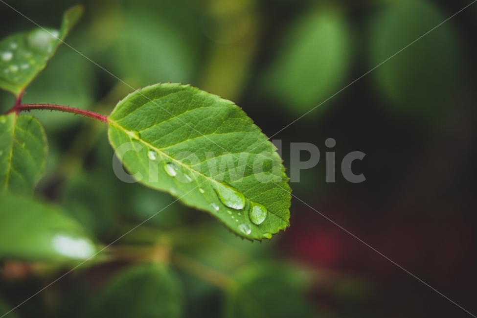 감성사진,인생사진,느낌,비,청양,비,비오는날,rain,rainy,식물,자연,plants,nature