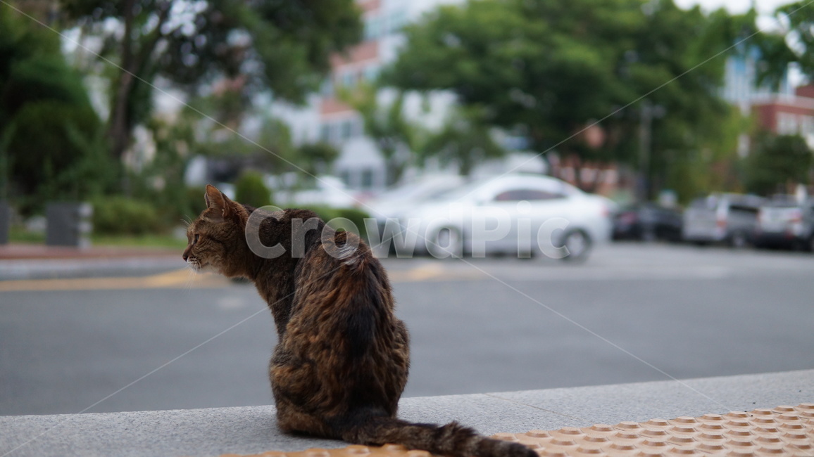 고양이,길고양이,길냥이,경북이,대구교대,대구교육대학교