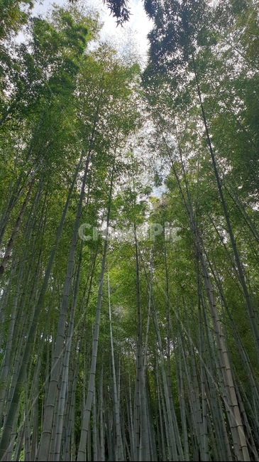 대나무,울창한,나무,자연,초록색,green,그린,시원한,숲,숲속,자연,풍경,nature,landscape,plant,식물,bamboo