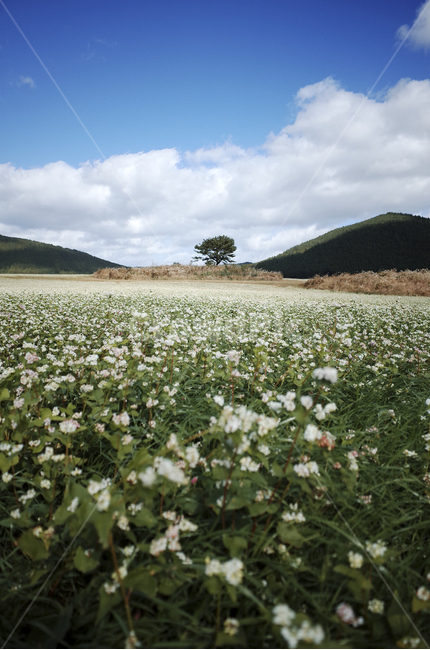 field,들,들판,흰,하얀,white,흰색,흰꽃,하얀꽃,whiteflower,green,초록,푸른,파란,blue,하늘,sky,구름,cloud,자연,nature