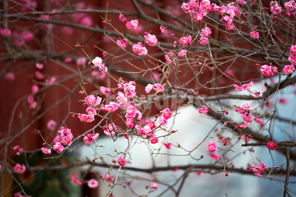 봄,자연,풍경,꽃,맑은날,봄,계절,spring,season,식물,자연,plants,nature,꽃,flower,plant,blossom