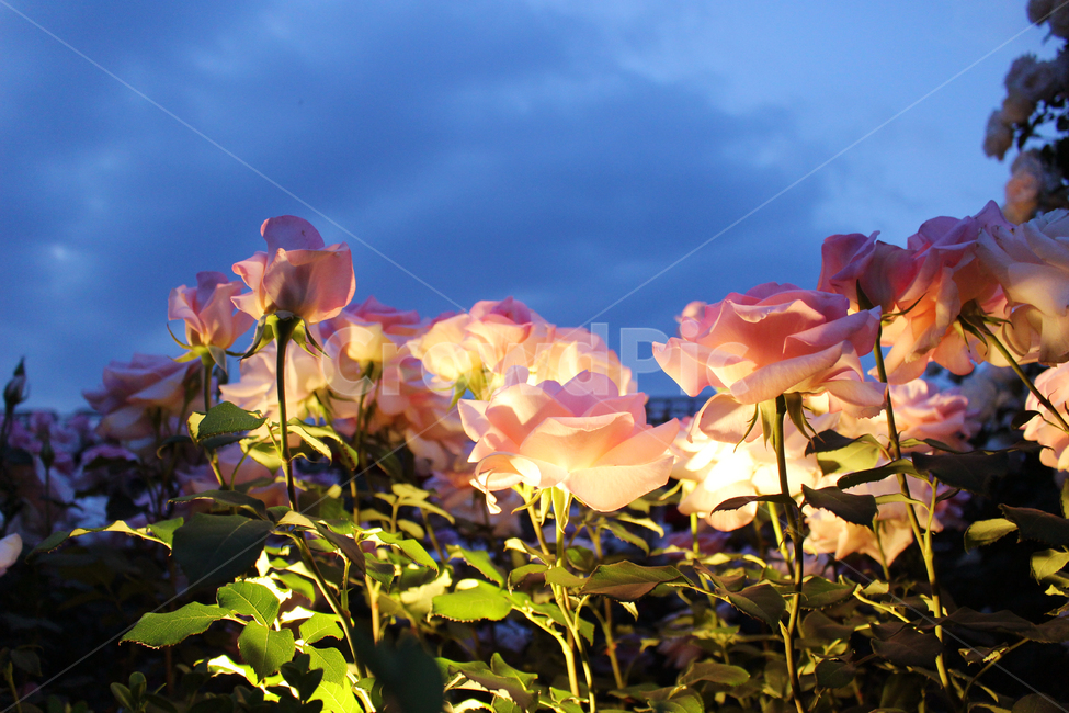 장미,식물,장미꽃,꽃,분위기,장미정원,장미공원,장미축제,flower,꽃잎,plant,식물,자연,plants,nature,꽃,flower