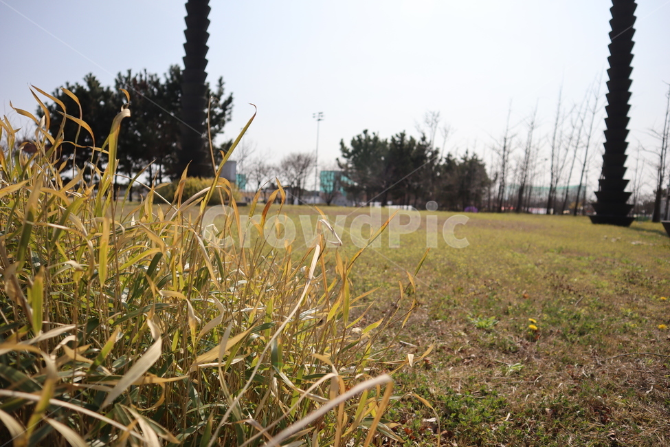 풀,들판,공원,park,grass