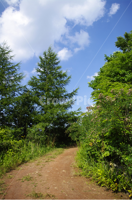 여름,길,하늘,초록,식물,자연,풍경,나무,tree,plant,자연,풍경,nature,landscape