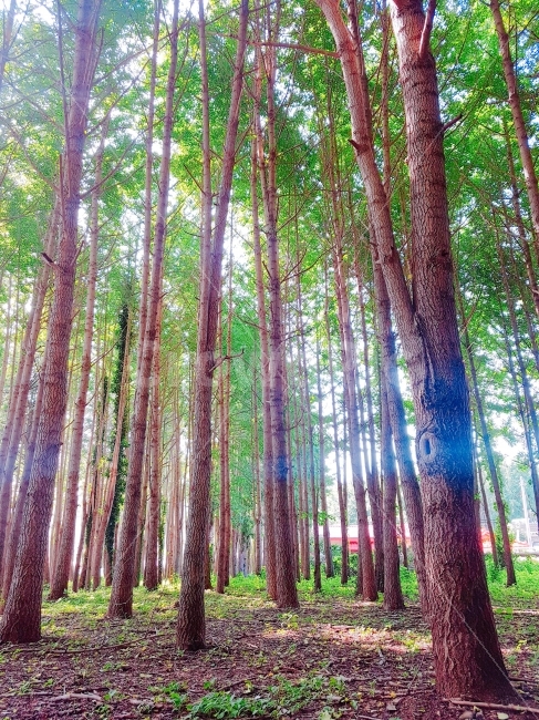 은행나무,숲,나무,푸르름,빛,오묘함,신비스러운,색감,풀,초록,스마트폰,자연,풍경,nature,landscape,휴식,힐링,rest,relaxation,healing,light,flare,플레어,tree,plant,식물