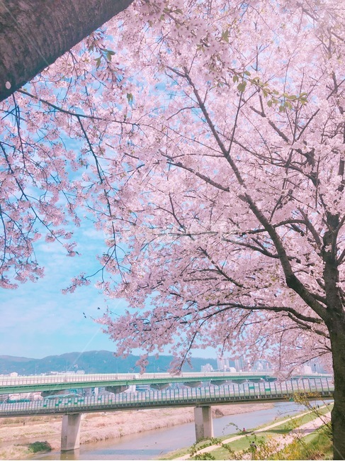하늘,벚꽃,나무,꽃,봄,분홍,색감,평화로운,편안한,힐링,치유,여유,풍경,계절,spring,pink,cherryblossom,flower,tree,nature,rest,relaxation,healing