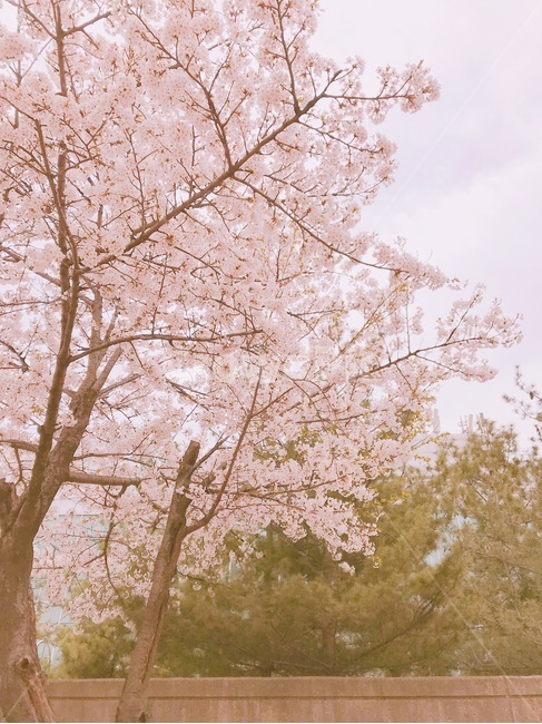 벚꽃,벚꽃나무,봄,벚꽃축제,cherryblossom,봄날,봄,계절,spring,season,plant,식물