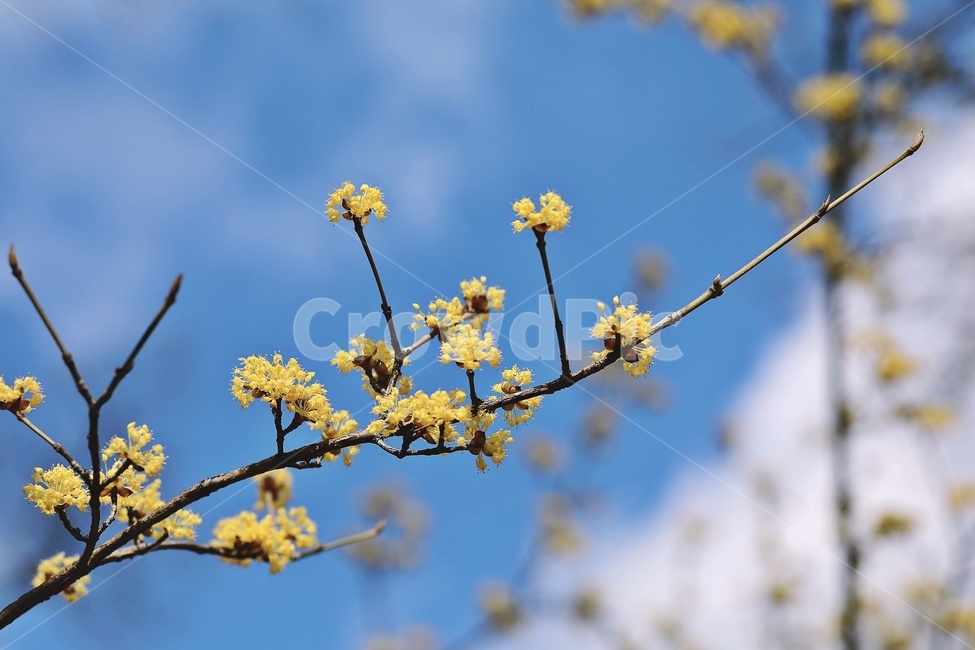 꽃,노란꽃,flower,yellow,tree,sky