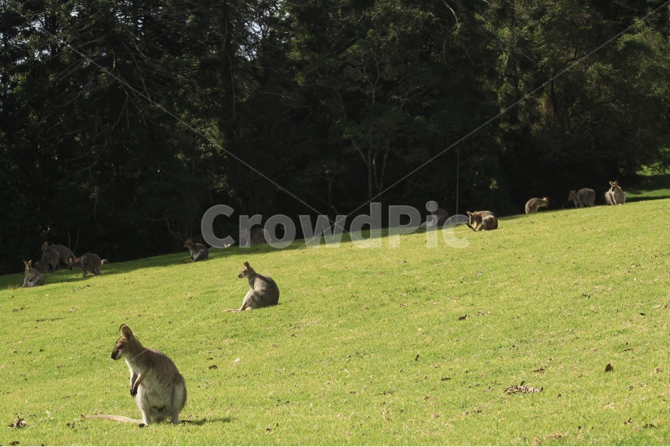 왈라비,왈라비새끼,엄마왈라비,귀여운동물,왈라비종류,wallaby,babywallaby,cuteanimal,동물,animal,포유류,mammal