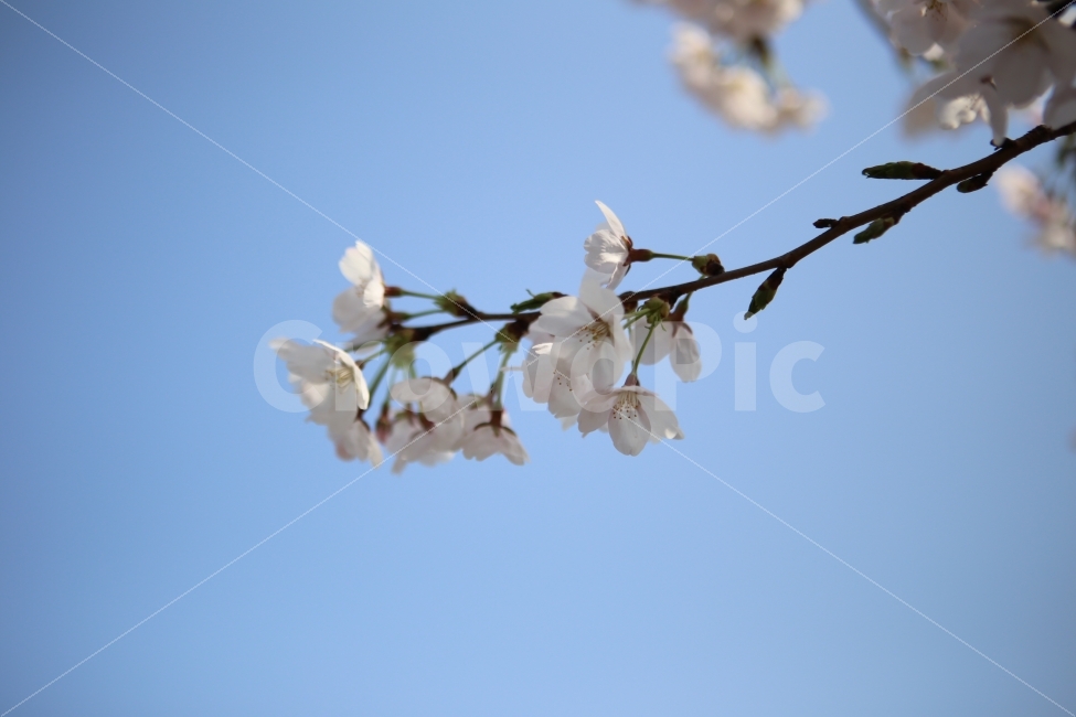 벗꽃,봄,꽃,배경,하늘,봄,계절,spring,season,식물,자연,plants,nature,꽃,flower,plant