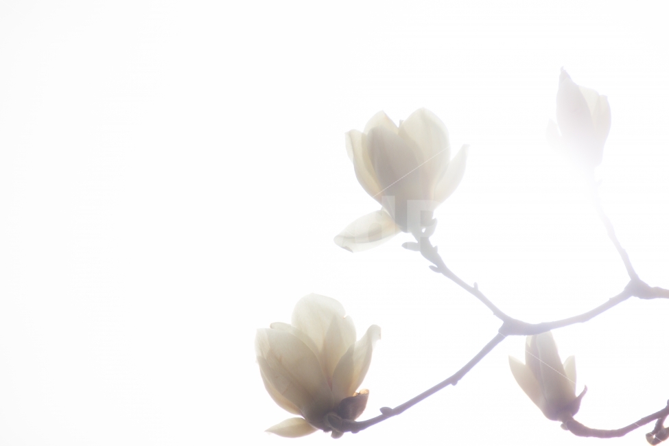 하늘,봄,꽃,순백,고요한,순수,순진,목련,감성,자연,spring,flower,white,calm,pure,innocent,magnolia,dim,emotion,봄,계절,spring,season,식물,자연,plants,nature,꽃,flower,blossom,petal,꽃잎,plant