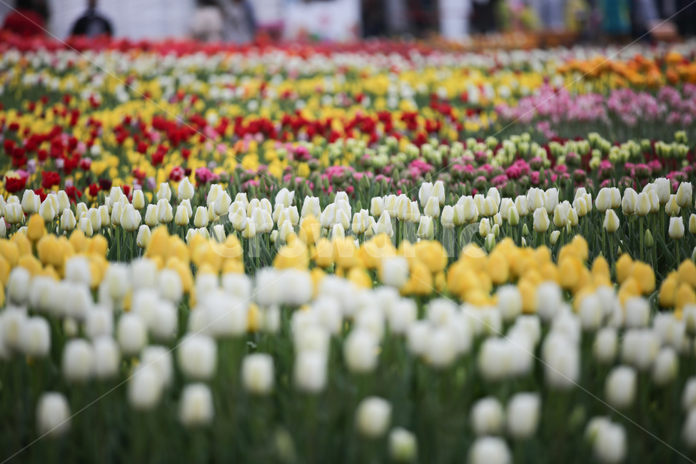 튤립,튤립축제,태안튤립축제,tulip,백합목,백합과,봄꽃,봄,계절,spring,season,식물,자연,plants,nature,꽃,flower,plant