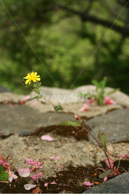 꽃,봄꽃,flower,식물,고들빼기,노란꽃,식물,자연,plants,nature,꽃,flower