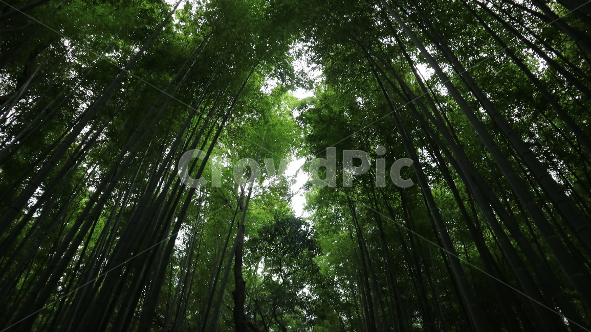 plant,식물,bamboo,대나무,숲,forest,일본,치쿠린,교토,여행,관광,풍경,공원,정원,대나무숲,그림자,잎,잎사귀,자연,풍경,nature,landscape