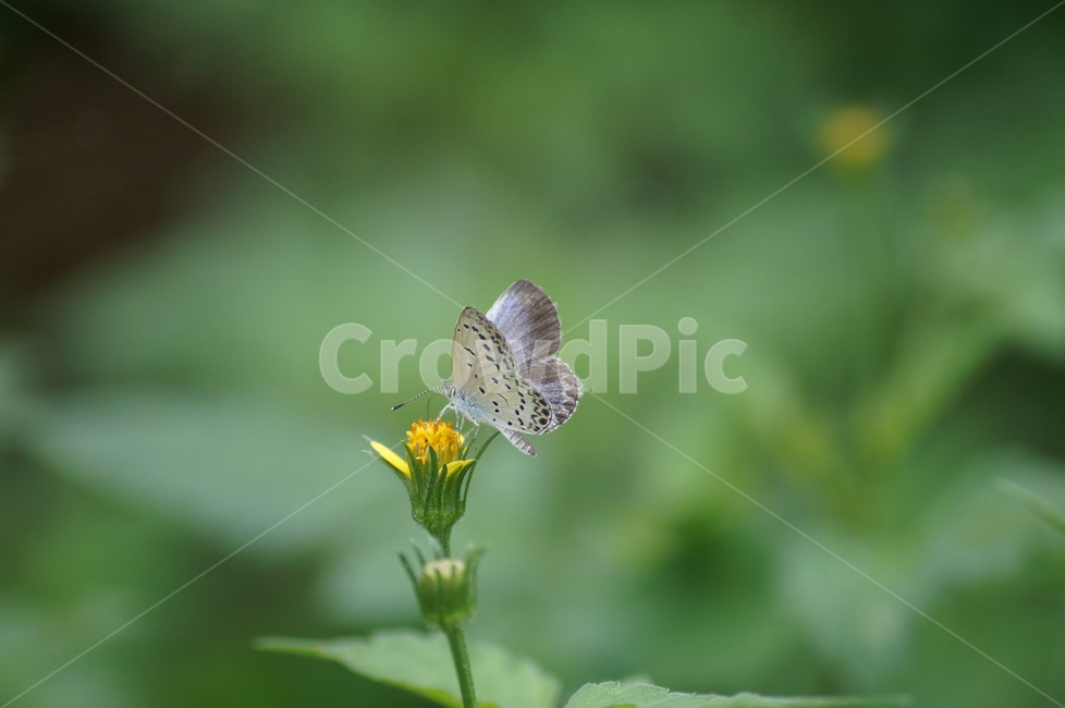 나비,곤충,호접,접사,자연,동물,animal,곤충,벌레,insect,bug