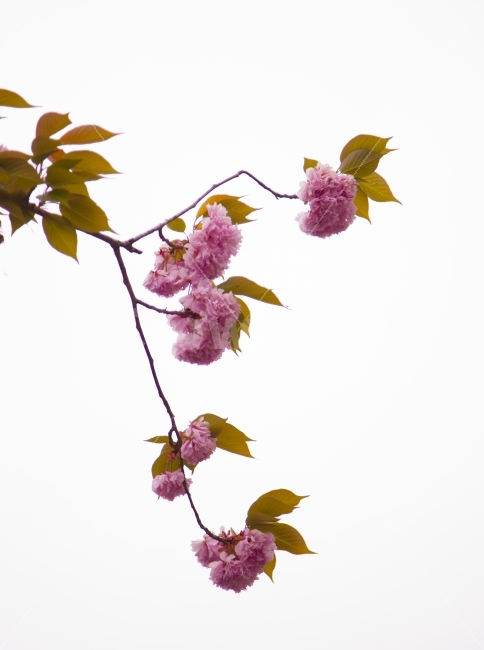 누끼,봄,왕벗꽃,꽃,분홍,벗나무,향기,식물,자연,plants,nature,꽃,flower,누끼,remove background