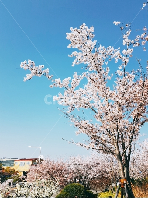 벚꽃,하늘,대저,생태공원,대저생태공원,봄,계절,spring,season,plant,식물,flower,꽃,cherry blossom,blossom