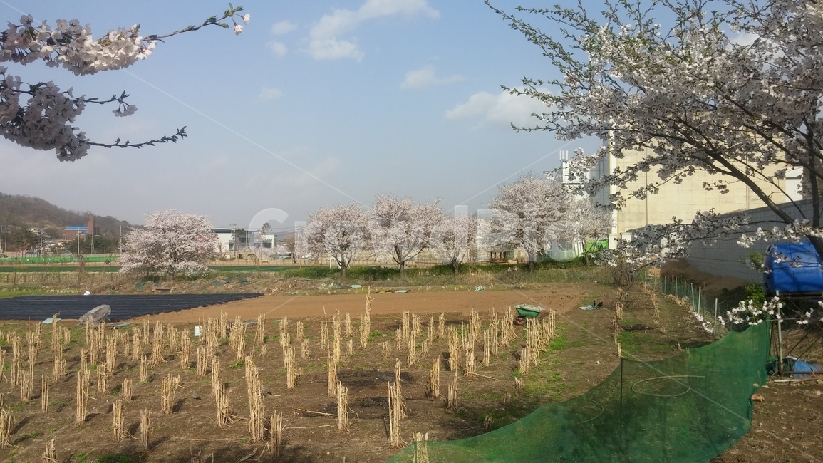 밭,벚꽃,강화도,풍경,하늘