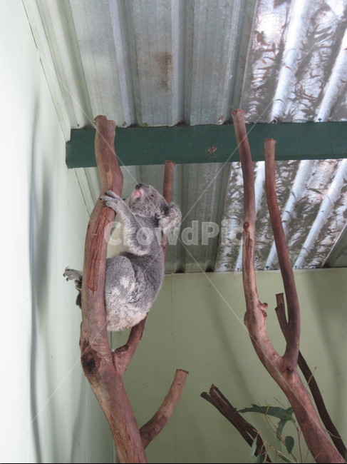 koala,코알라,animal,동물,호주,동물,animal,포유류,mammal
