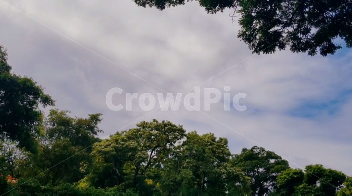 outdoors,nature,자연,tree,나무,treetrunk,나무줄기,나무뿌리줄기,하와이,열대지방나무,하와이공원,호놀루루,와이키키,뿌리,그늘,plant,식물,oak,vegetation,초목