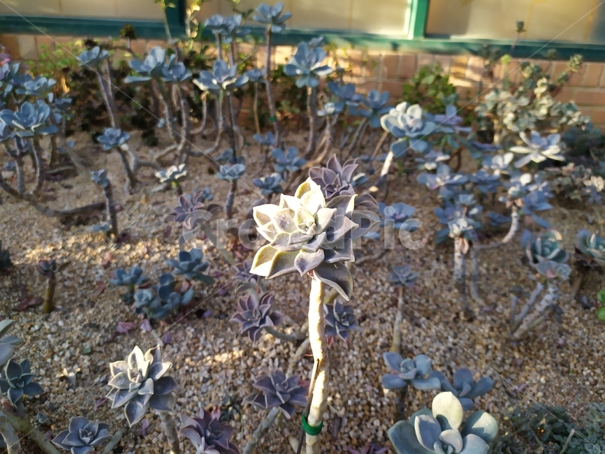 가을,leaf,plant,식물,잎,식물,자연,plants,nature