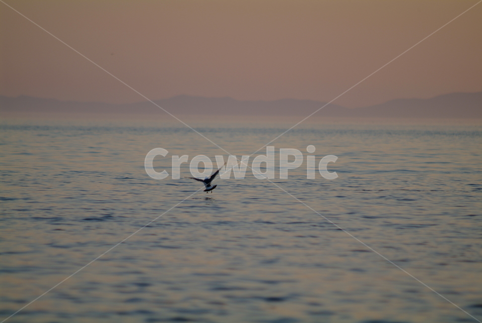 서해안,선녀바위,갈매기,저녁,노을,seagull,바다,조나단리빙스턴시갈,갈매기의꿈,비행,동물,animal,조류,새,birds