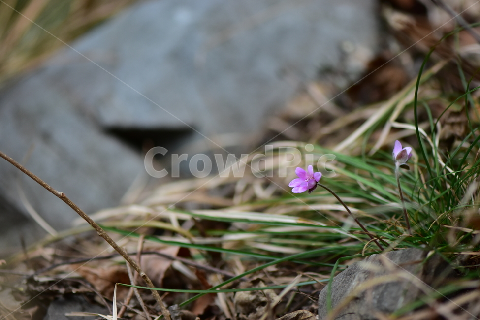 노루귀,야생화,봄,꽃,자연,식물,식생,봄의전령사,풀꽃,식물,자연,plants,nature,꽃,flower