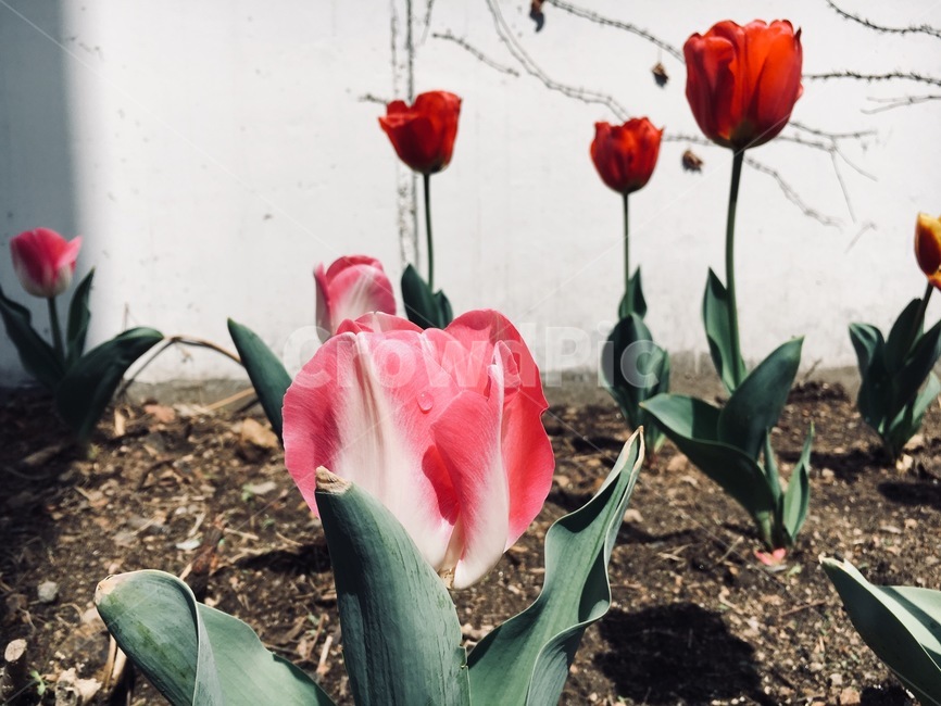 꽃,튤립,봄,식물,나들이,개화,식물,자연,plants,nature,꽃,flower