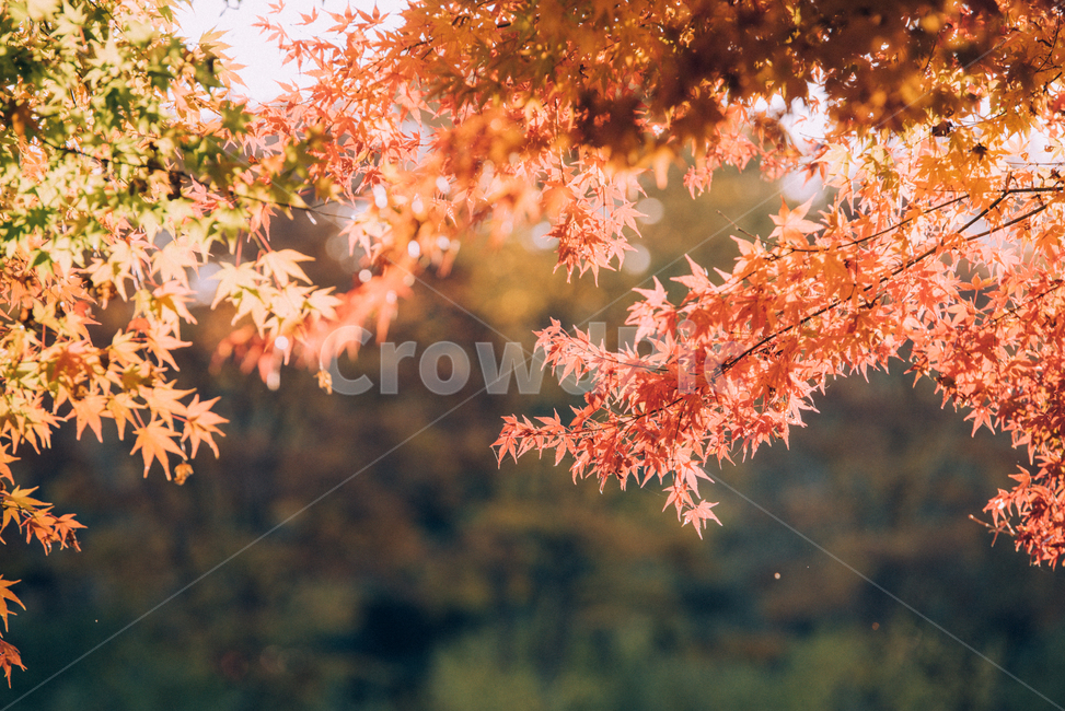 가을,단풍,단풍잎,나무,나뭇잎,fall,가을,계절,fall,autumn,season,plant,식물,leaf,잎,tree,maple