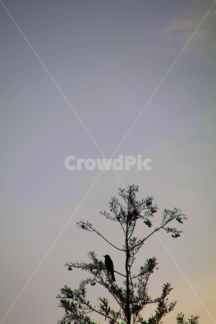 하늘,구름,나무,산,숲,흐림,자연,풍경,nature,landscape,animal,동물,bird,새