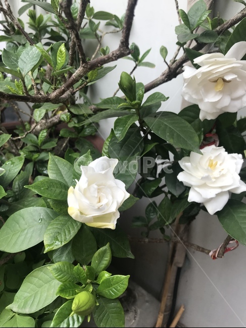꽃,봄,플라워,화이트,초록,식물,자연,plants,nature,꽃,flower