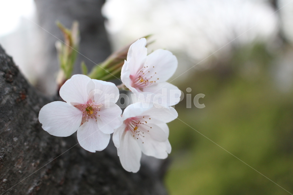 leaf,잎,plant,식물,봄,꽃,봄꽃,spring,springflower,벚꽃,벚꽃나무,꽃나무,flowertree,tree,flower,cherryblossoms