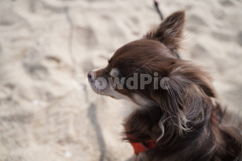 강아지,개,치와와,장모치와와,초코탄강아지,초코탄치와와,초코탄장모치와와,바다,바닷가강아지