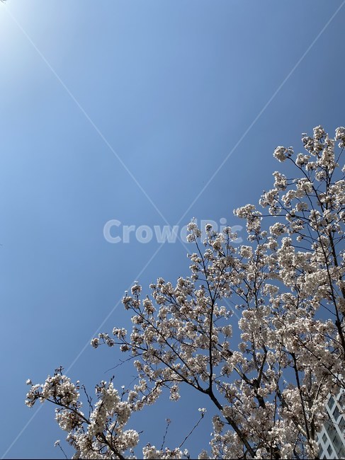 벚꽃,하늘,파랑,봄,3월,꽃,컬러,배경화면,바탕화면,flower,나무,풍경