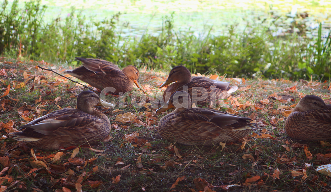 오리,청둥오리,자연,귀여움,새,동물,동물,animal,조류,새,birds