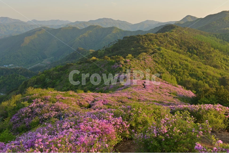 plant,식물,blossom,전북,남원,봉화산,봉화산철쭉제,철쭉,철뚝꽃,철뚝제,봉화산아침,여명,일출,해돋이,flower,꽃,flare,플레어,light,빛,sunlight,햇빛,자연,outdoors,옥외,mountain,산,mountainrange,산맥,slope,경사