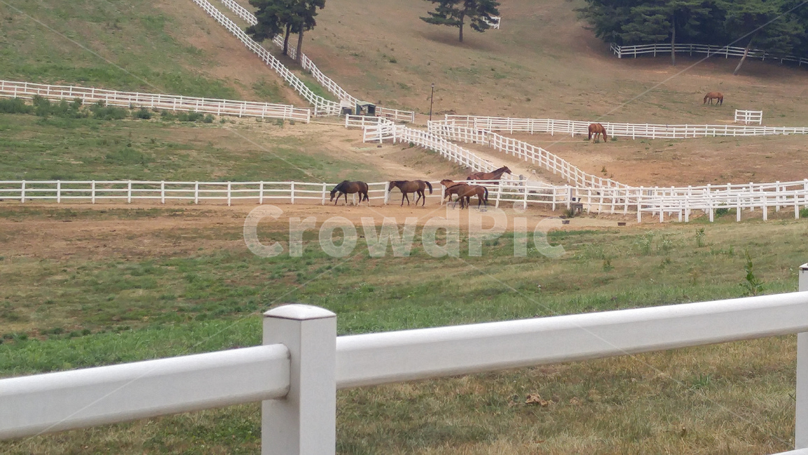 nature,목장,field,말,종마장,원당,포유류,mammal