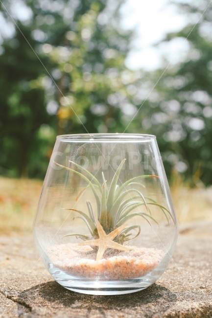 식물,틸란드시아,불가사리,자연,녹색,green,plant,nature,식물,자연,plants,nature,감성,sensible,feeling,사물,물건,오브젝트,thing,object,matter