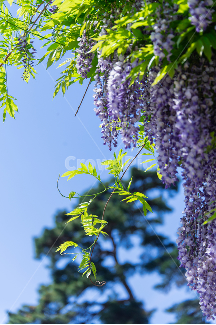 등나무꽃,wisteriaflower,꽃,flower,5월,may,초여름,summer,보라색꽃,purpleflower,풍경,소나무,식물,자연,plants,nature,꽃,flower