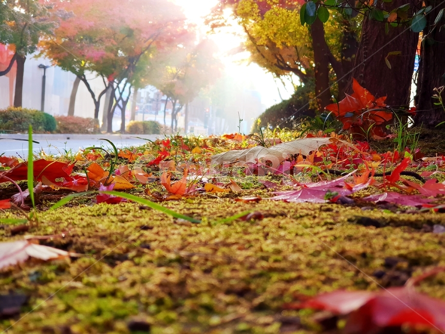 과천청사역,별양동,단풍,나무,빛,가을,계절,fall,autumn,season,자연,풍경,nature,landscape,leaf,잎,plant,식물,tree